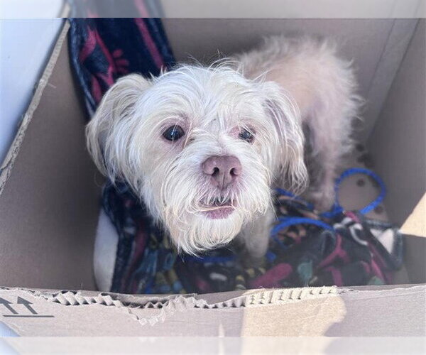 Medium Photo #1 Shih Tzu Puppy For Sale in Houston, TX, USA