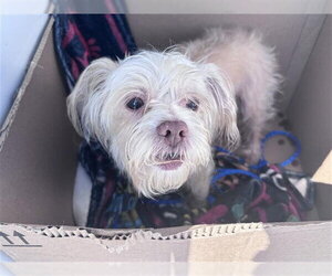 Shih Tzu Dogs for adoption in Houston, TX, USA
