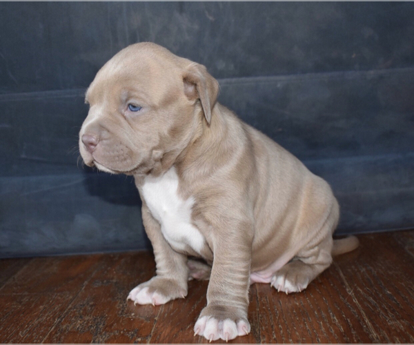 Medium Photo #8 American Bully Puppy For Sale in WINCHESTER, VA, USA