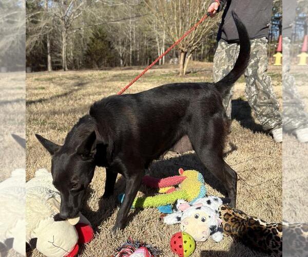 Medium Photo #2 Mutt Puppy For Sale in Yardley, PA, USA