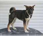 Small #3 Akita