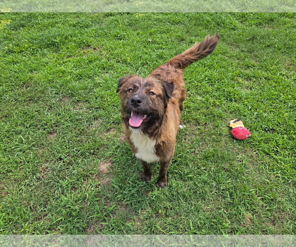 Medium Photo #8 Mutt Puppy For Sale in Murfreesboro, NC, USA