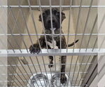 Small American Pit Bull Terrier Mix