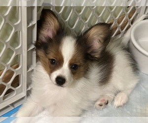 Papillon Puppy for Sale in BROOKLYN, New York USA
