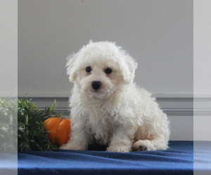 Bichon Frise Puppy for sale in GORDONVILLE, PA, USA