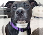 Small #37 American Staffordshire Terrier Mix