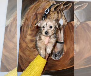 YorkiePoo Puppy for sale in PHOENIX, AZ, USA