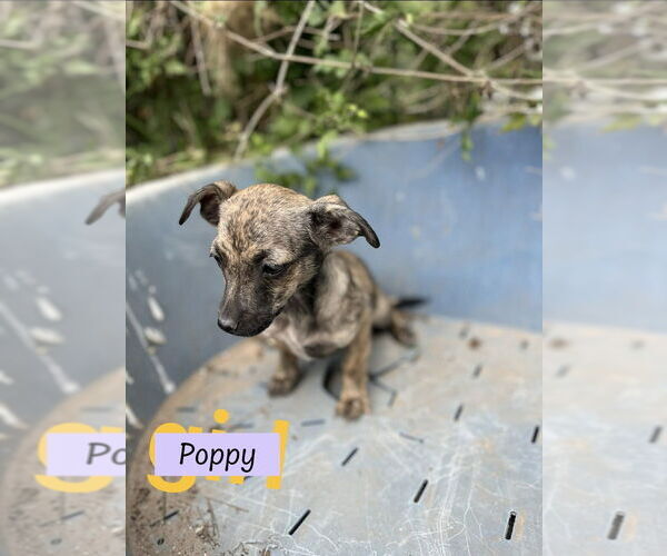 Medium Photo #1 ShiChi Puppy For Sale in Brewster, NY, USA