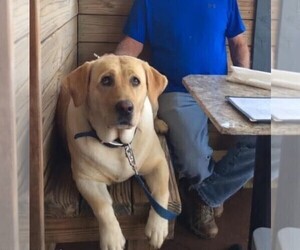 Father of the Labrador Retriever puppies born on 06/05/2026