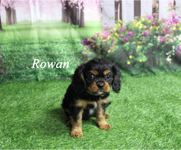 Medium Photo #3 Cavalier King Charles Spaniel Puppy For Sale in CHANUTE, KS, USA