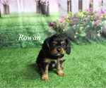 Small #2 Cavalier King Charles Spaniel