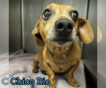 Small #19 Dachshund