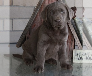 Labrador Retriever Puppy for sale in FREDERICKSBURG, OH, USA