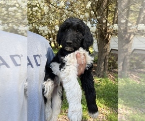 Goldendoodle Puppy for sale in ROCKY MOUNT, NC, USA