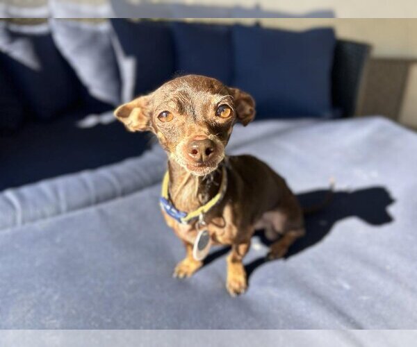 Medium Photo #1 Chihuahua Puppy For Sale in  Ramona, CA, USA