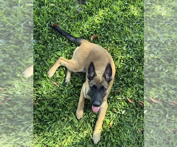 Medium Photo #4 Belgian Malinois Puppy For Sale in SHERMAN OAKS, CA, USA