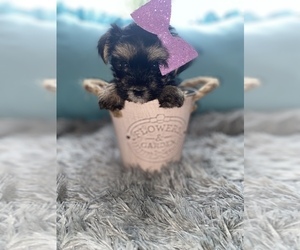 Morkie Puppy for sale in BEECH GROVE, IN, USA