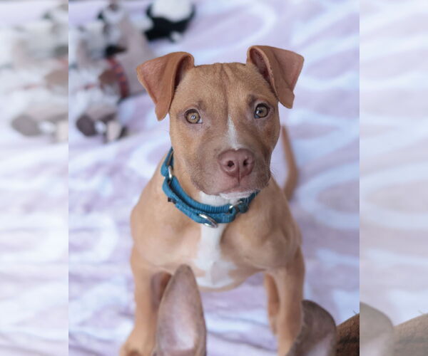 Medium Photo #4 Mutt Puppy For Sale in Philadelphia, PA, USA
