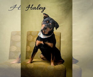 Rottweiler-Unknown Mix Dogs for adoption in North Myrtle Beach, SC, USA