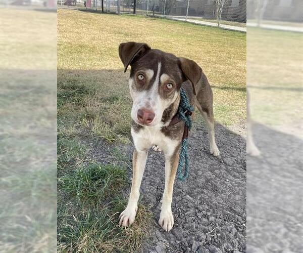 Medium Photo #3 Siberian Husky-Unknown Mix Puppy For Sale in Corpus Christi, TX, USA