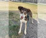 Small #2 Siberian Husky Mix