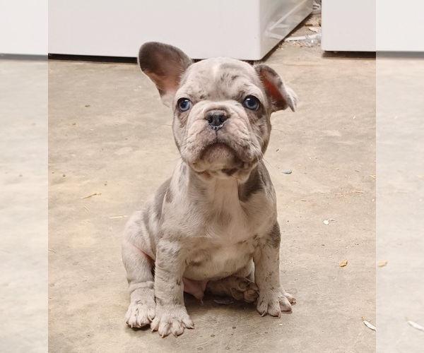 Medium Photo #2 French Bulldog Puppy For Sale in BLOOMFIELD, MO, USA