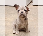 Small Photo #2 French Bulldog Puppy For Sale in BLOOMFIELD, MO, USA