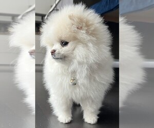 Pomeranian Puppy for sale in EVERETT, WA, USA
