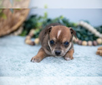Small #4 Chihuahua-Chorkie Mix