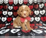 Small #1 Poodle (Miniature)