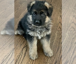 German Shepherd Dog Puppy for sale in S WILLINGTON, CT, USA