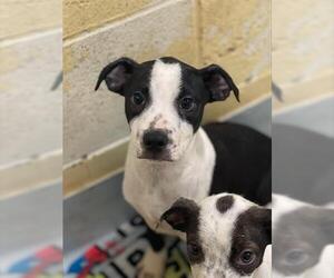 American Pit Bull Terrier-Unknown Mix Dogs for adoption in Tulsa, OK, USA