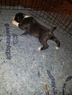 Small Photo #17 American Pit Bull Terrier Puppy For Sale in GRIFFIN, GA, USA