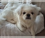 Aspen - Female Pekingese Puppy for Sale - Photo #2