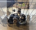 Small #5 Yorkshire Terrier