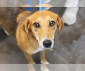 American Foxhound-Beagle Mix Dogs for adoption in Mountain Home, AR, USA