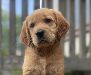 Golden Retriever Puppy for sale in FREDONIA, KY, USA