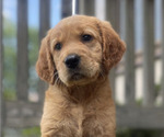 Image preview for Ad Listing. Nickname: Blu