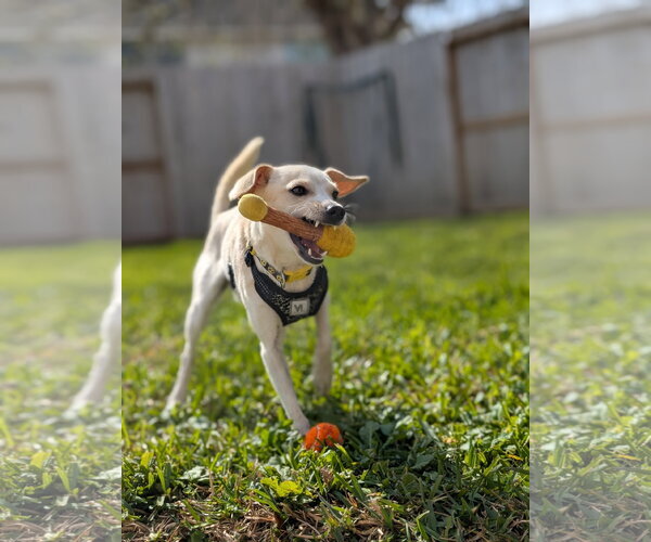Medium Photo #2 Chihuahua-Unknown Mix Puppy For Sale in Missouri City, TX, USA
