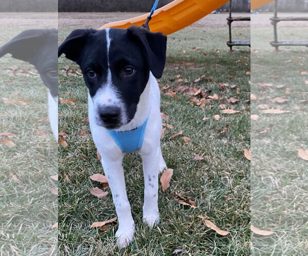 Medium Photo #4 Mutt Puppy For Sale in Germantown, OH, USA