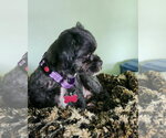Small #3 Shih Tzu