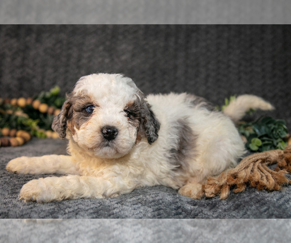 Medium Photo #20 Bernedoodle (Miniature) Puppy For Sale in NAPPANEE, IN, USA