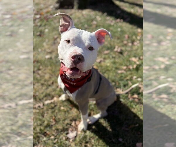 Medium Photo #12 Mutt Puppy For Sale in Alexandria, VA, USA