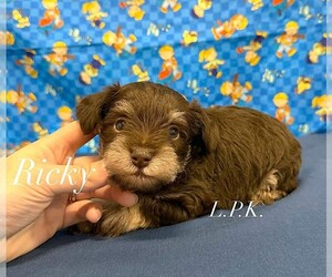 Schnauzer (Miniature) Puppy for sale in WINNSBORO, LA, USA