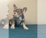 Small Photo #15 French Bulldog Puppy For Sale in CHATTANOOGA, TN, USA