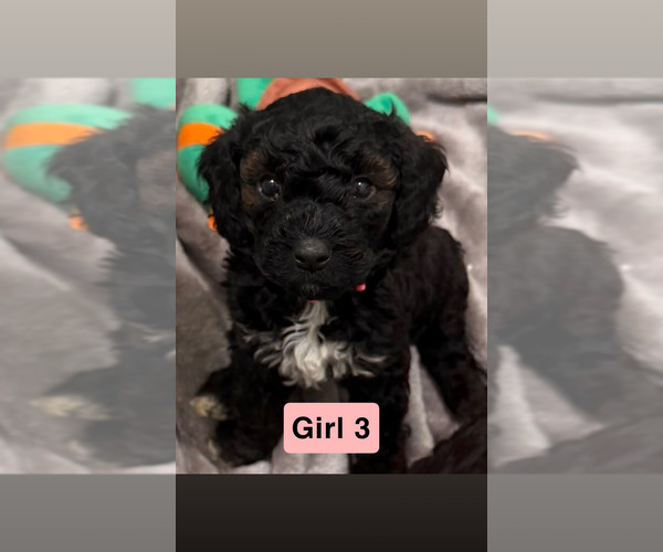 Medium Photo #2 Goldador Doodle Puppy For Sale in YELM, WA, USA