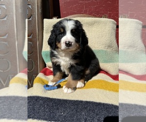 Bernese Mountain Dog Litter for sale in BERLIN, WI, USA