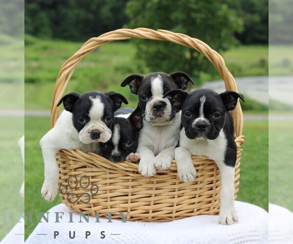 Medium Photo #3 Boston Terrier Puppy For Sale in MANHEIM, PA, USA