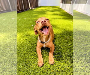 Chiweenie Dogs for adoption in Valrico, FL, USA