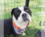 Small American Staffordshire Terrier Mix